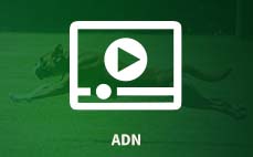 Vidéos aide ADN